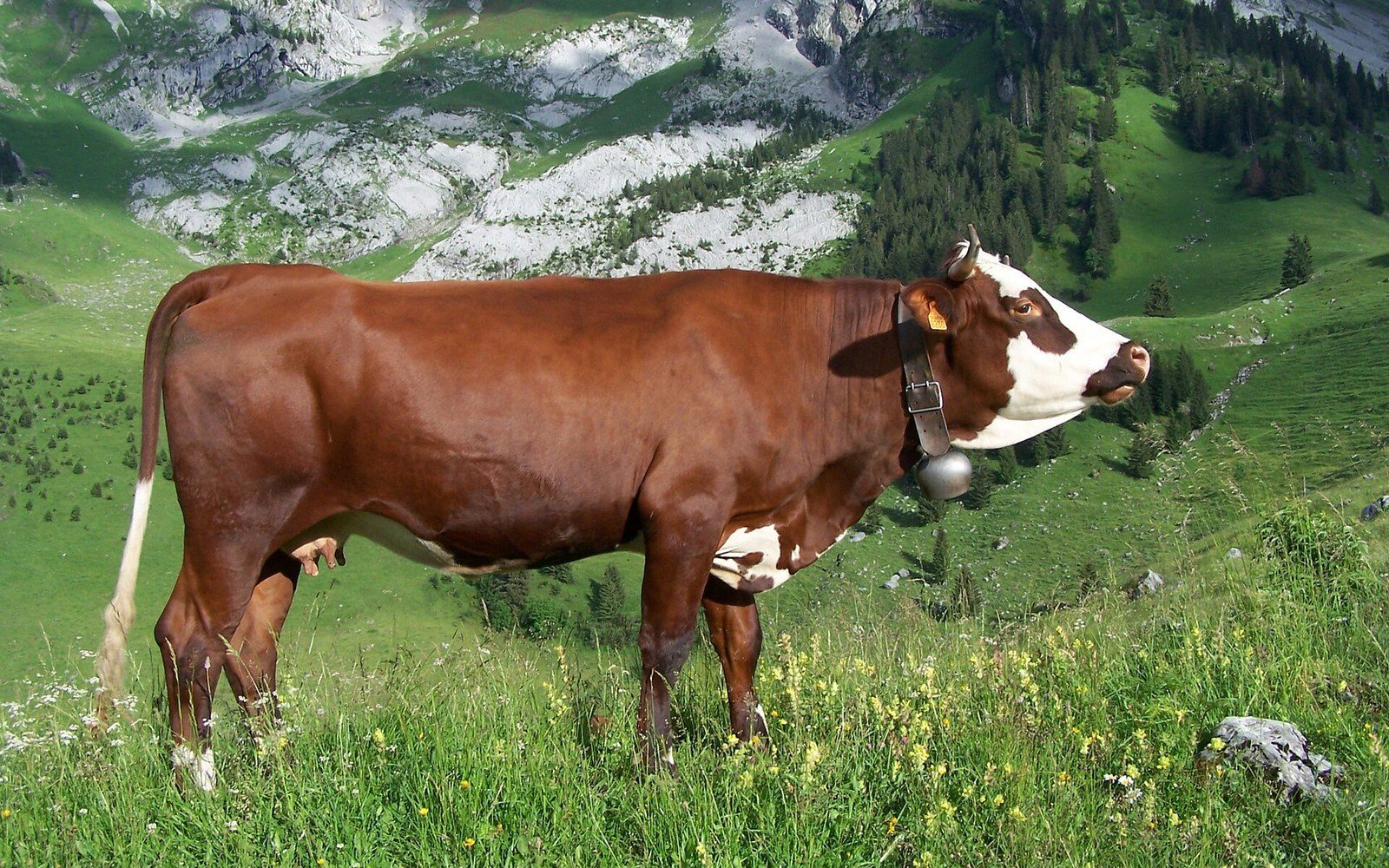 A brown and white cow wearing a bell stands on a grassy alpine slope
