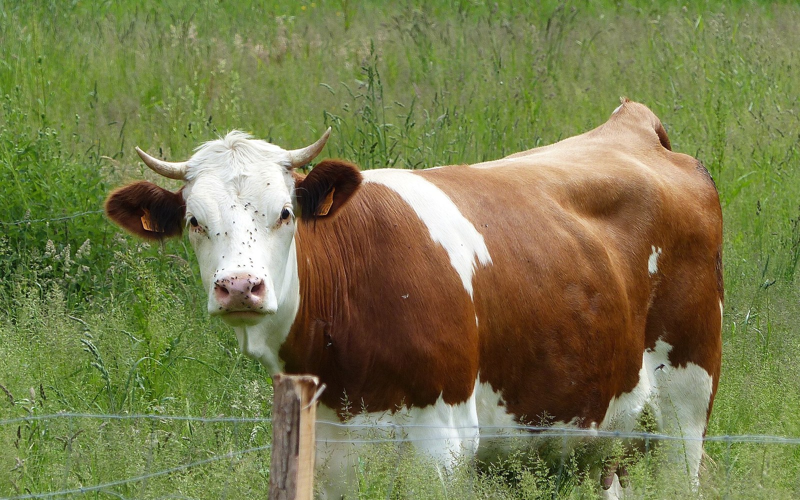 A brown and white Montbéliarde cow stands behind a wire fence in tall grass