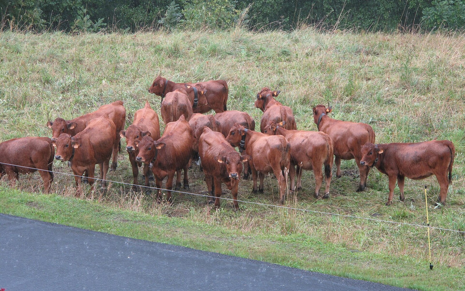 A herd of reddish-brown Tarentaise cattle huddled together behind a wire fence on a grassy slope